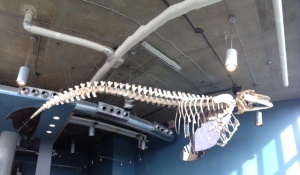A complete female killer whale skeleton suspended above the gift shop.